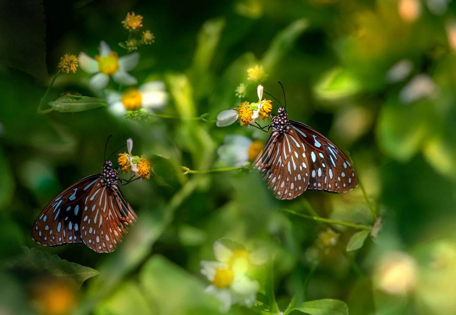 Thumboormuzhi Garden & Butterfly Park